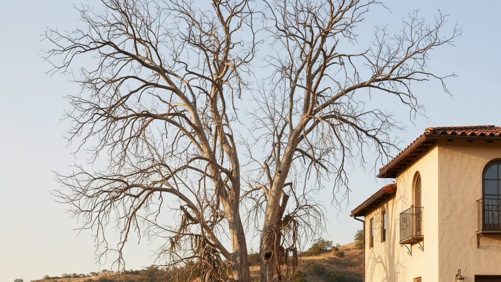 Mature eucalyptus tree with visible dead upper canopy and peeling bark in a San Diego residential yard