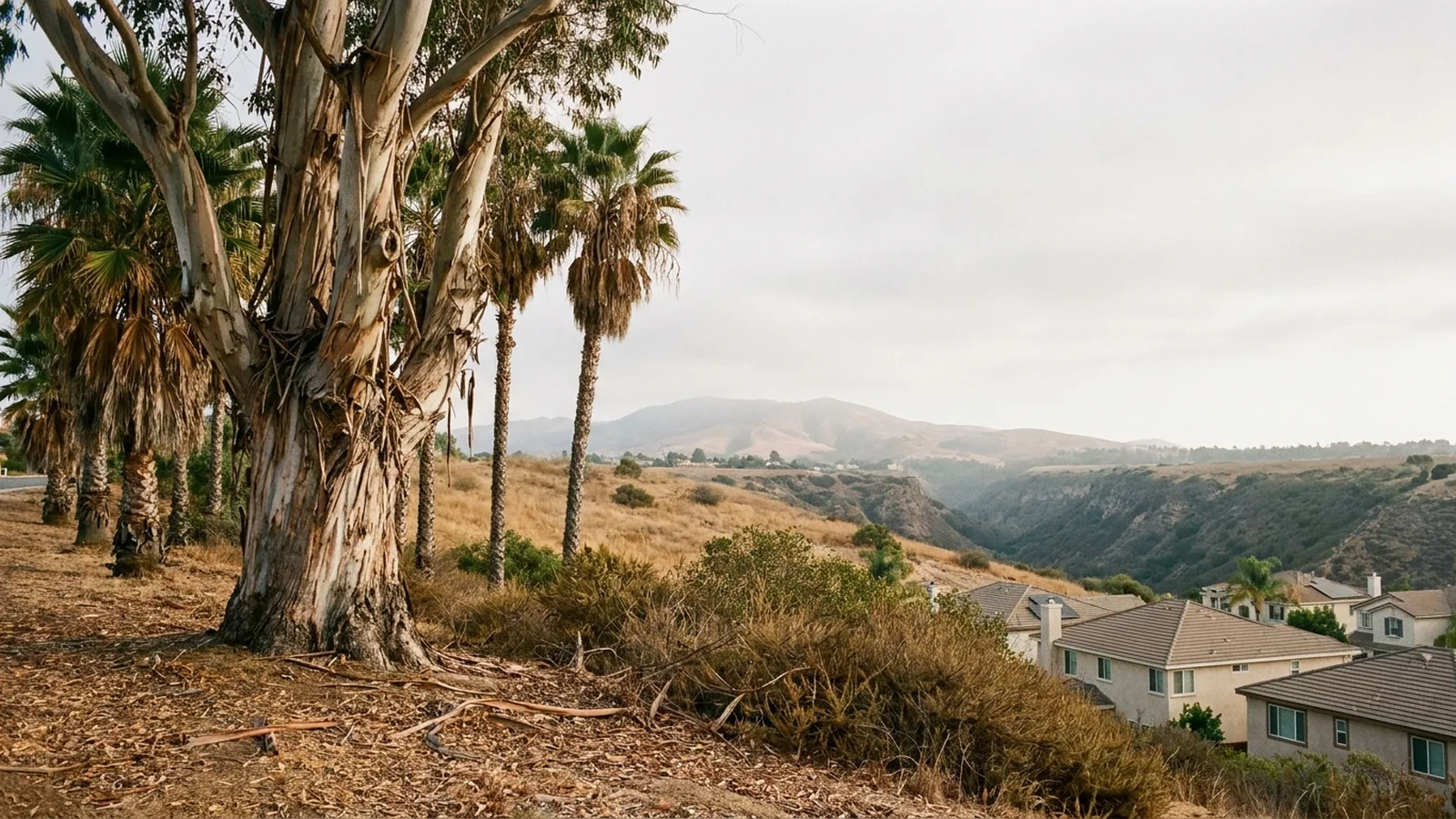 Row of blue gum eucalyptus and Mexican fan palms lining a dry San Diego canyon hillside