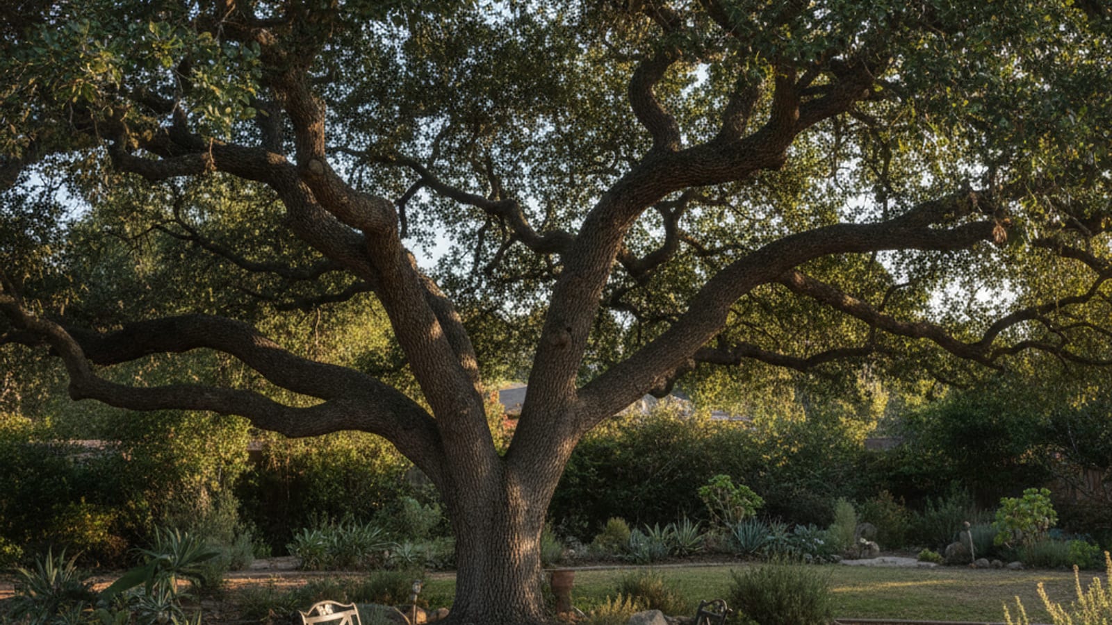 Mature Coast Live Oak tree spreading over a San Diego residential property with dappled light through canopy